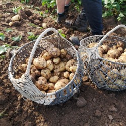 Kaimiškos bulvės, 2 kg