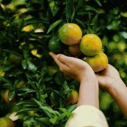 Mandarinai su lapeliais, 1 kg
