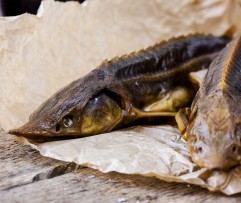 K/r lietuviškas ERŠKETAS 1 KG